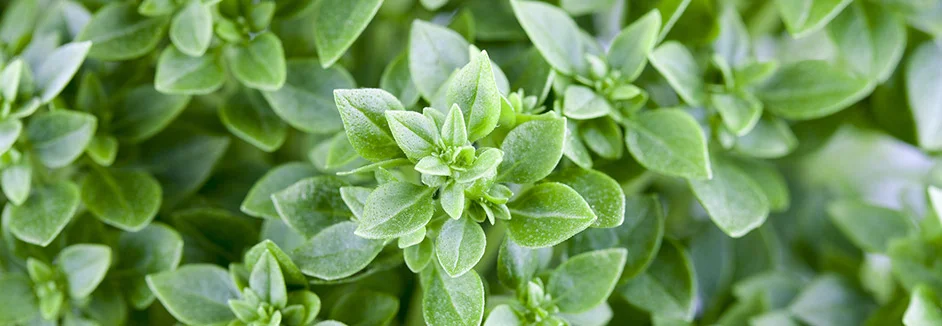 Nahaufnahme von Basilikumblättern